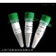 溶質(zhì)載體蛋白家族35成員C2抗體