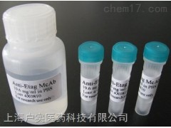 磷酸化復制因子A蛋白2抗體