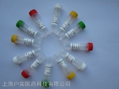 磷酸化成骨特異性轉錄因子抗體